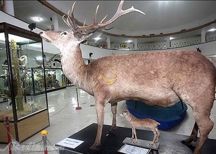 Hamedan Museum of Natural History