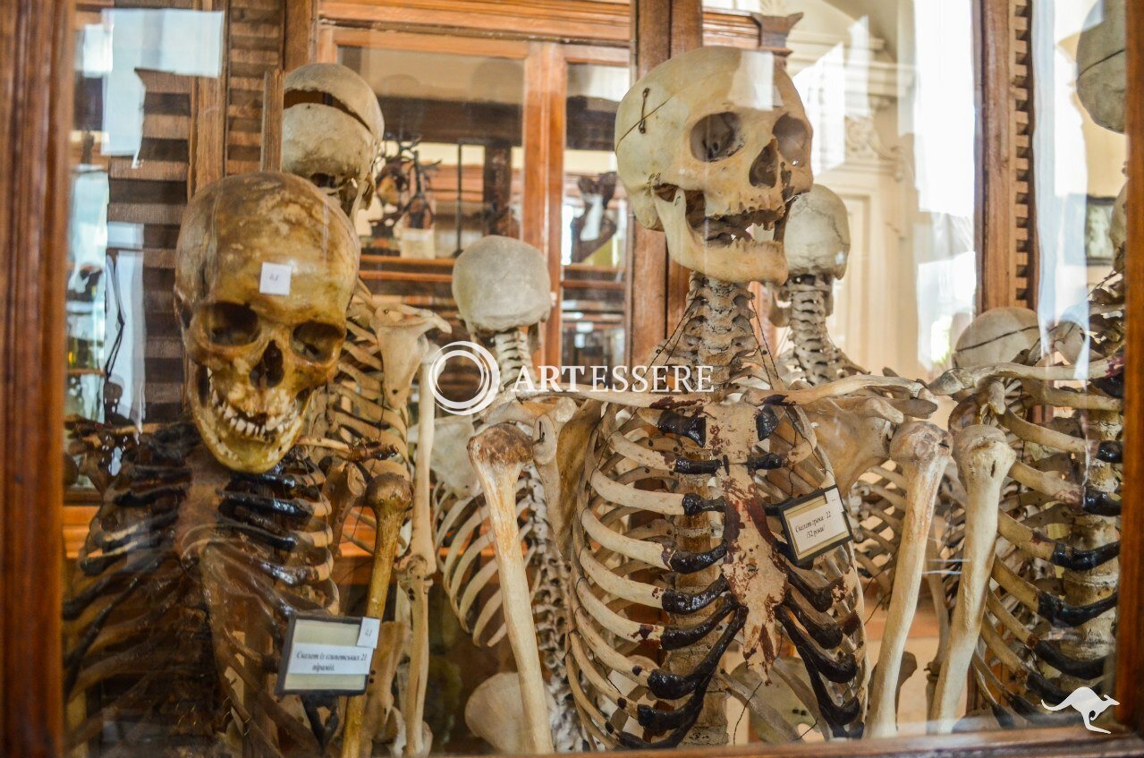 The Anatomy museum