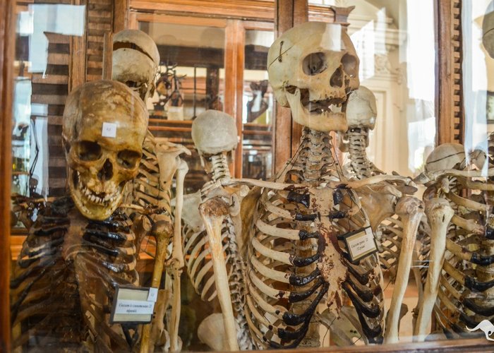 The Anatomy museum