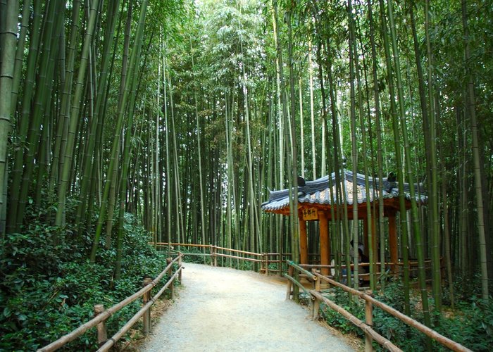 Bamboo Museum