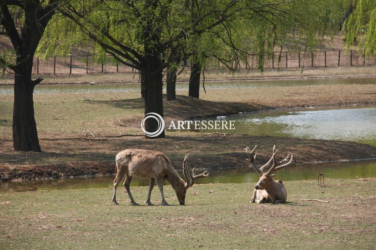 Beijing Nanhaizi Elk Museum