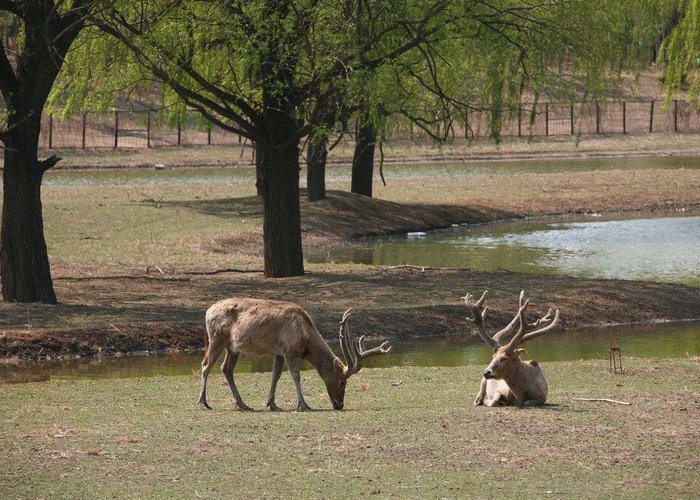 Beijing Nanhaizi Elk Museum