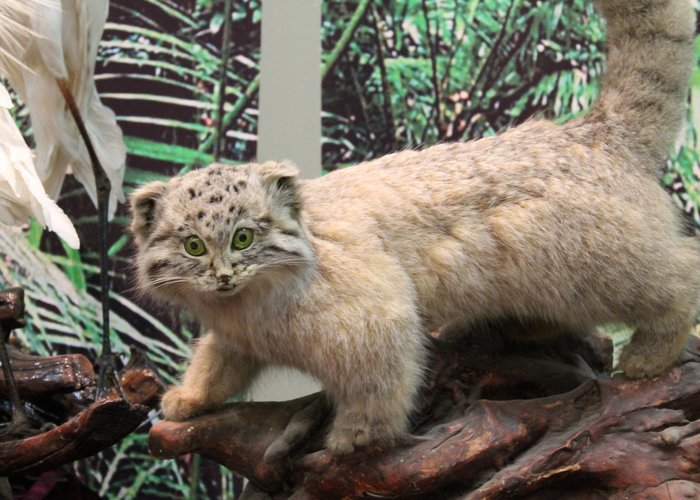 National Zoological Museum of China