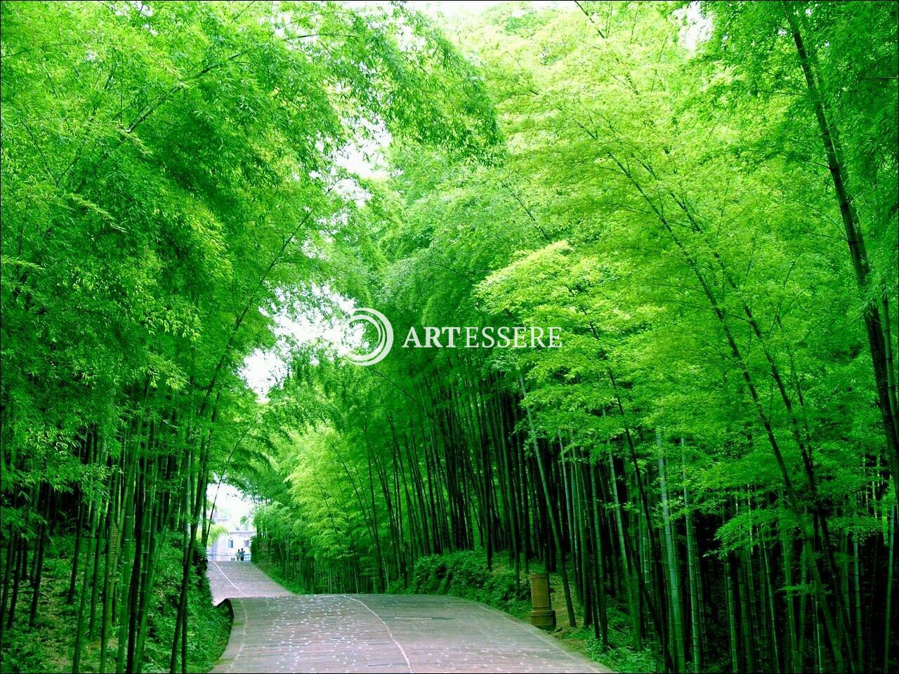 Shu′nan Bamboo Forest Museum