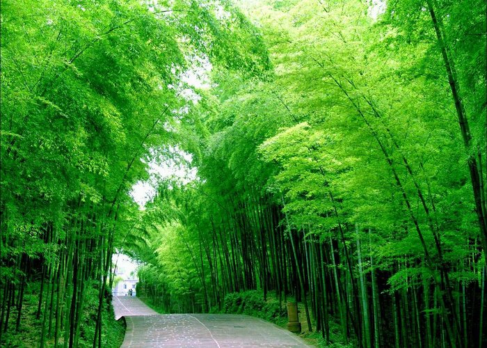 Shu′nan Bamboo Forest Museum