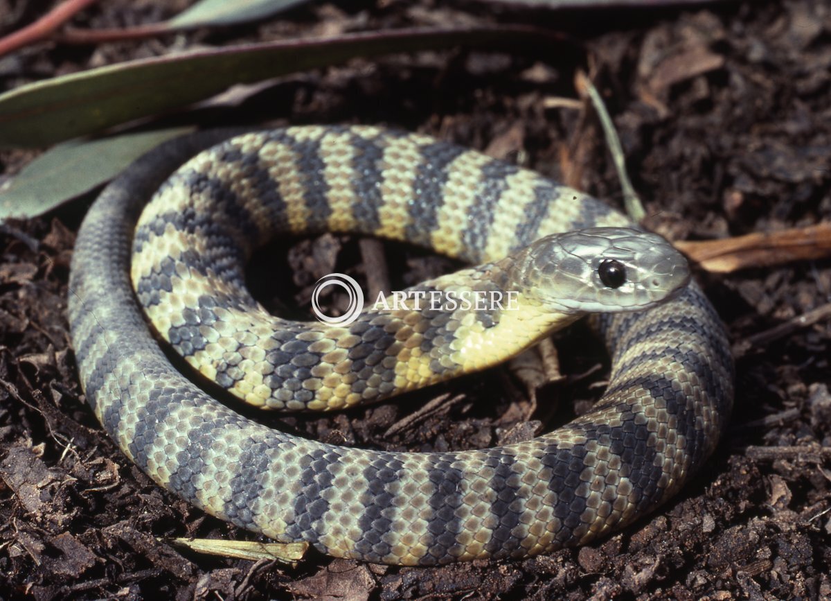 Snake Island Natural Museum