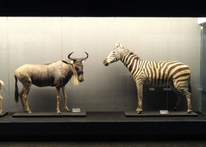 Kunming Animal Museum