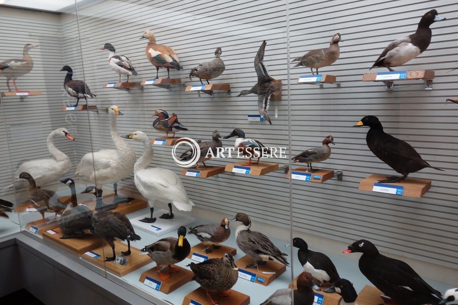 Abiko city Museum of Birds