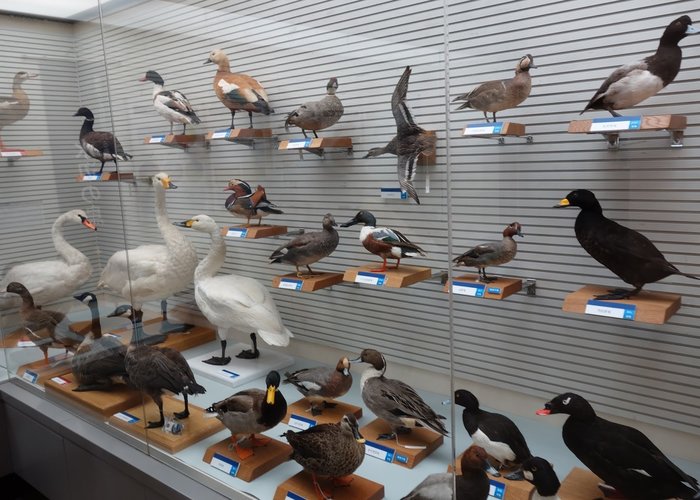 Abiko city Museum of Birds