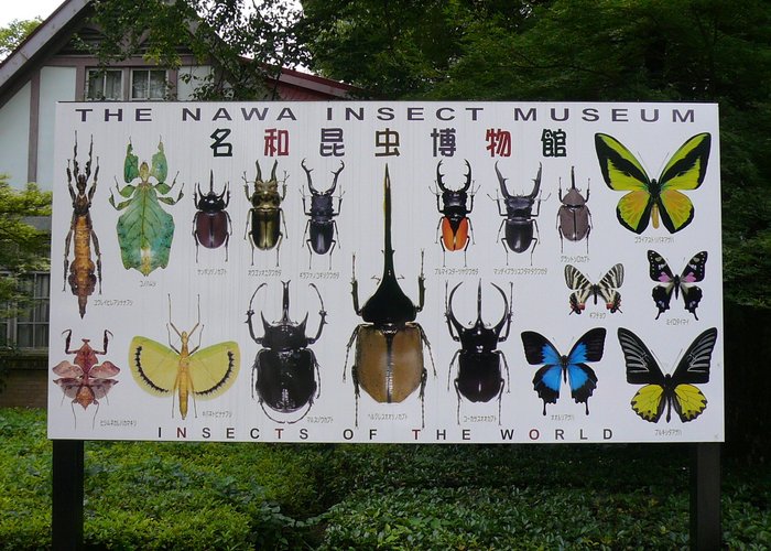 Nawa Insect Museum