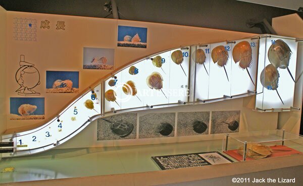 Hourseshoe Crab Museum