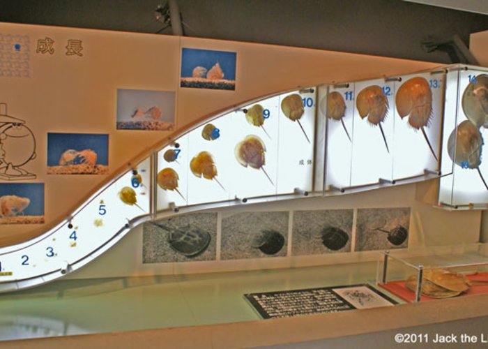 Hourseshoe Crab Museum