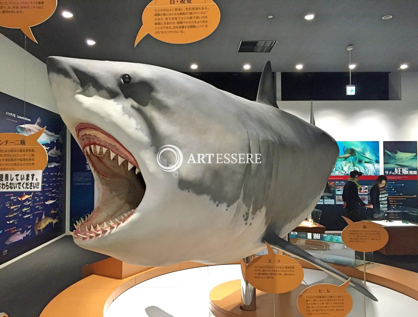 Kesennuma Uminoichi Shark Museum