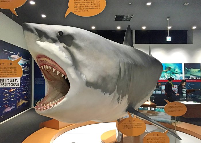 Kesennuma Uminoichi Shark Museum