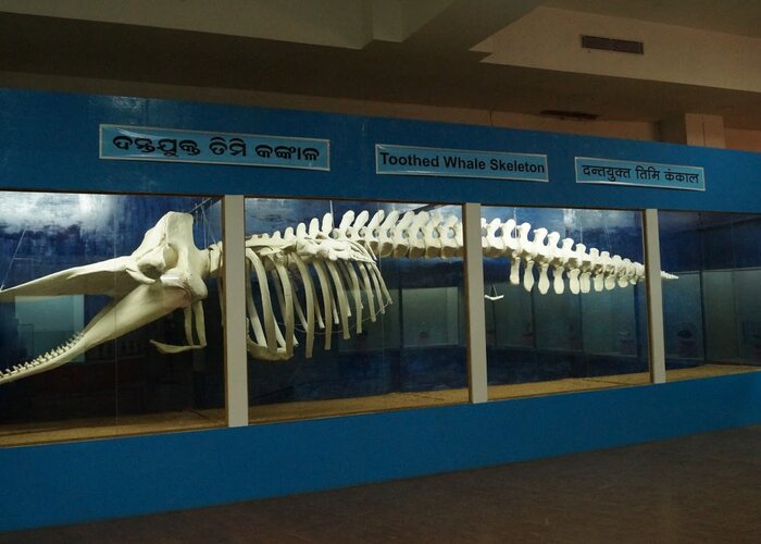 Regional Museum of Natural History, Bhubaneswar