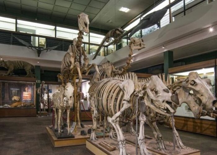 Zoology Museum