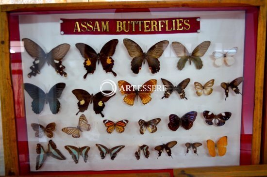 Butterfly Museum