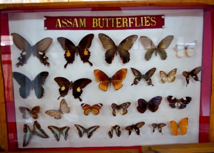 Butterfly Museum