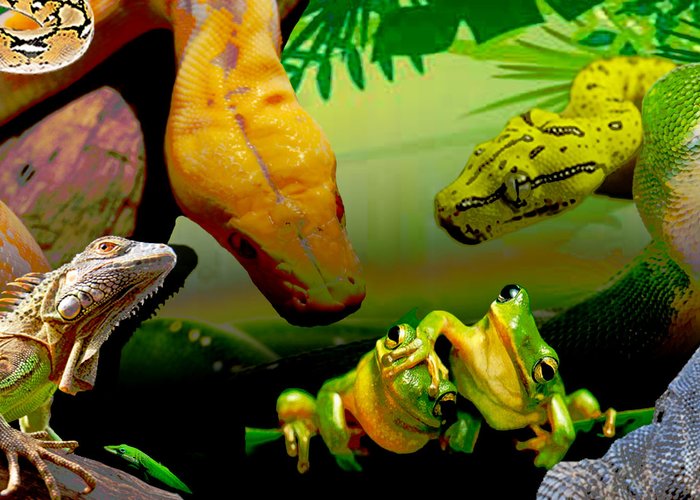 Taman Reptil dan Museum Komodo