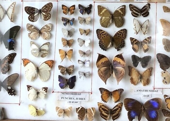 Annapurna Butterfly Museum