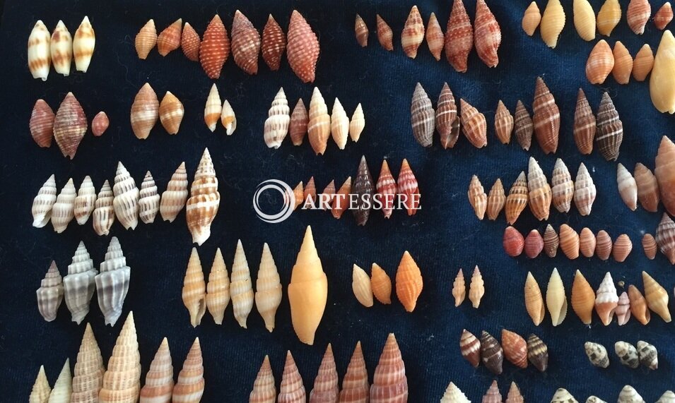Sea Shell Collection by Argonauta Boracay