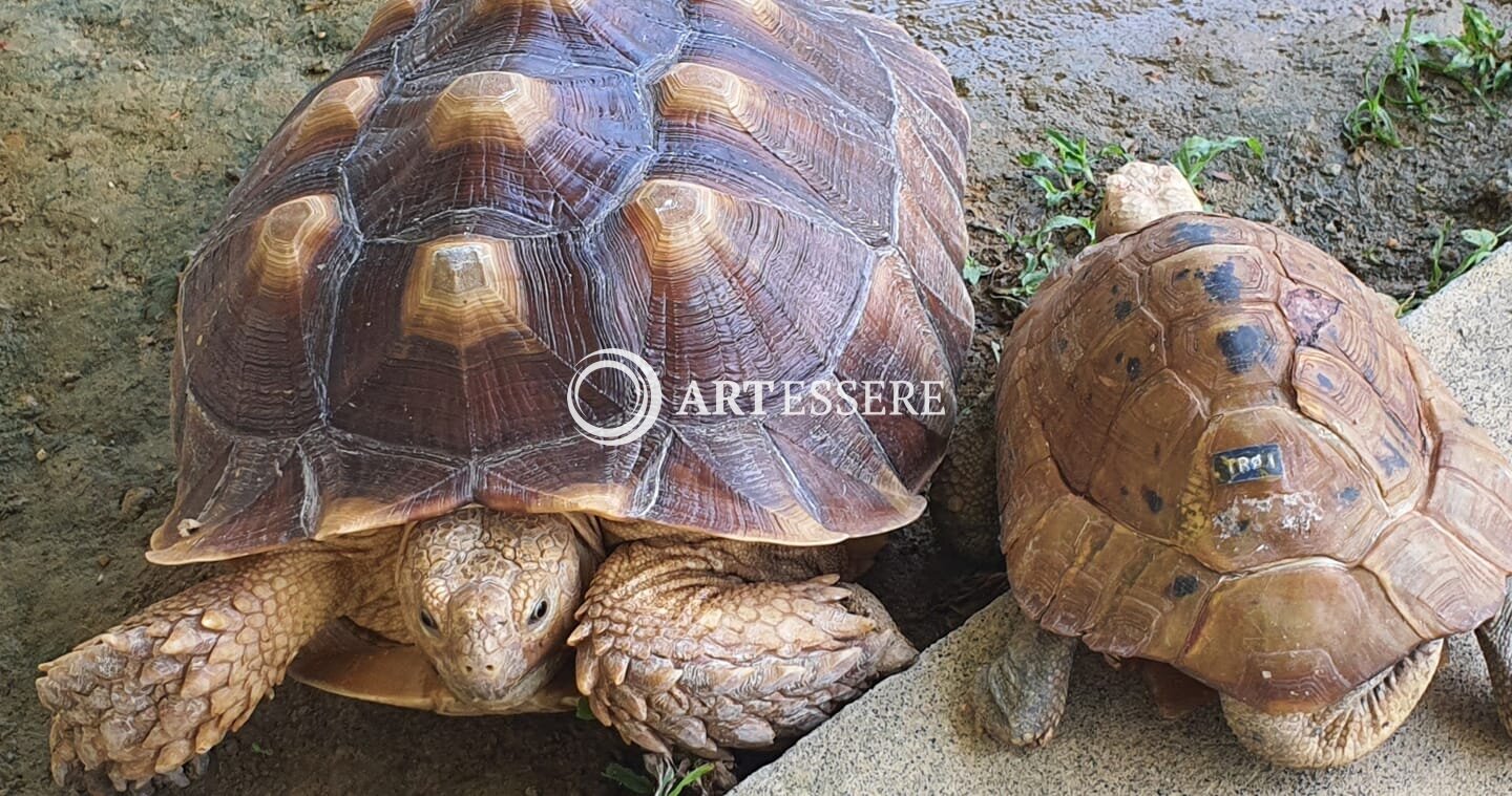 The Live Turtle and Tortoise Museum