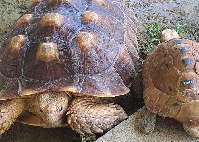 The Live Turtle and Tortoise Museum