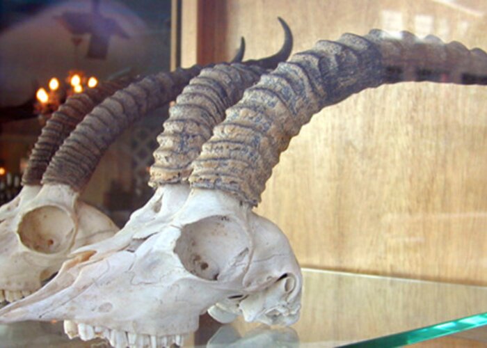 Animal Horn Museum