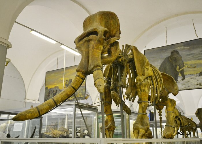 The Zoological Museum of the Zoological Institute of the Russian Academy of Sciences