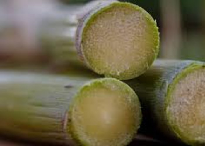 The Sugarcane Museum