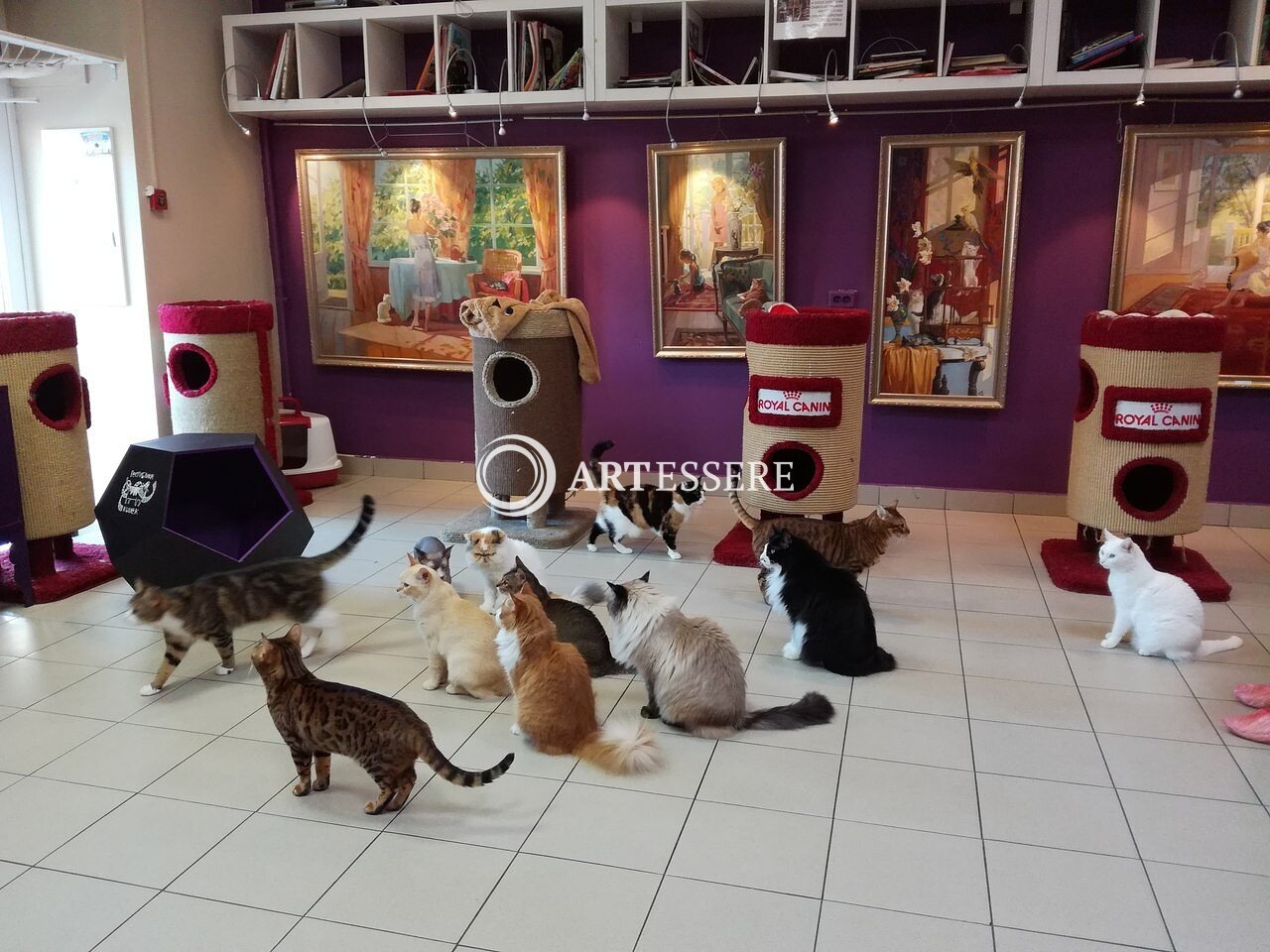 The Museum «Republic of cats»