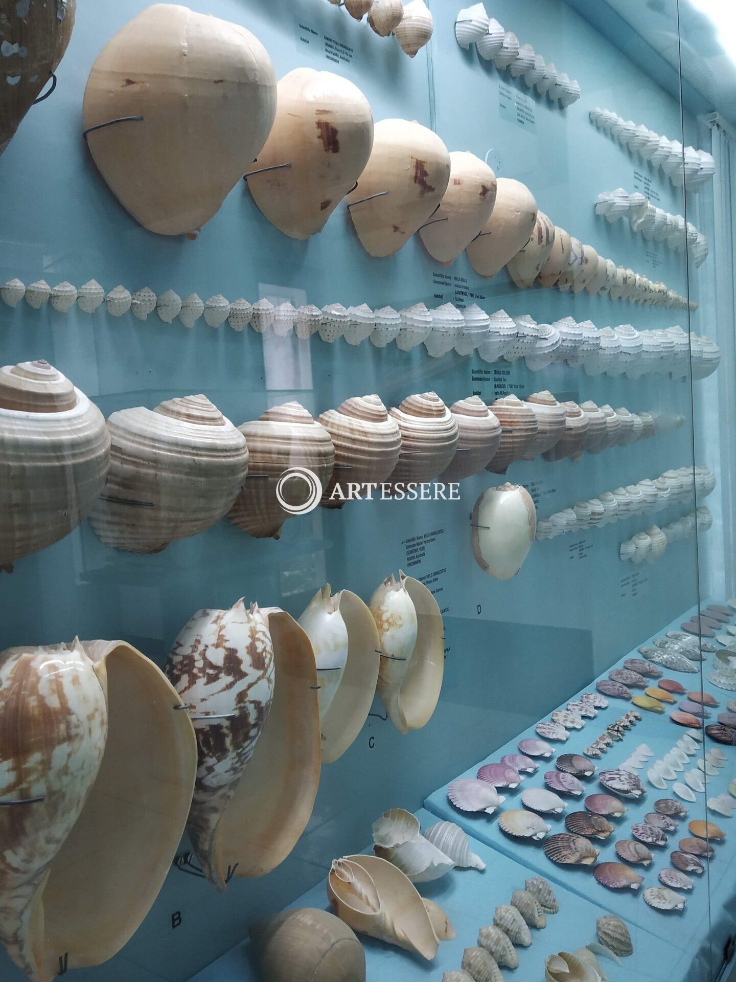 Seashell Museum