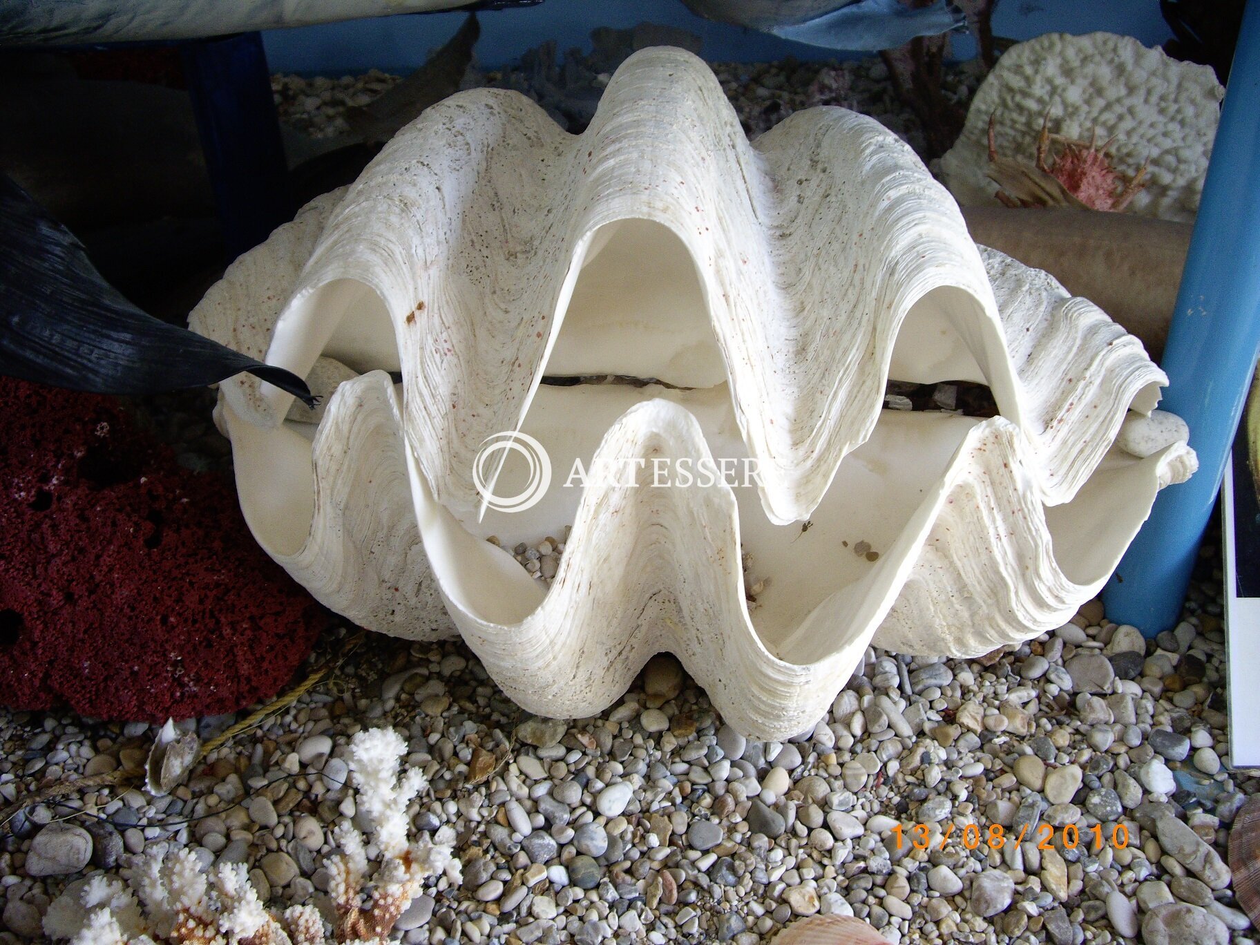 Museum of shells in Corfu