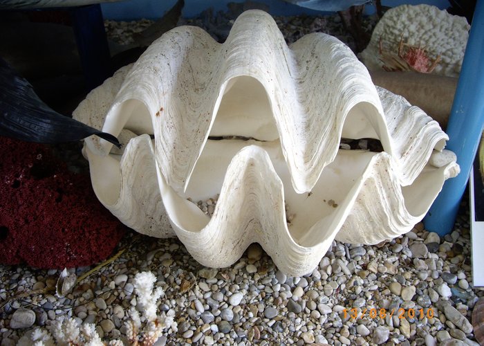 Museum of shells in Corfu