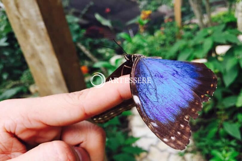 Mayan Hills Butterfly Museum