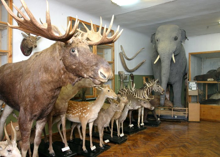 The Zoological Museum of professor Barabash-Nikiforov I.I.