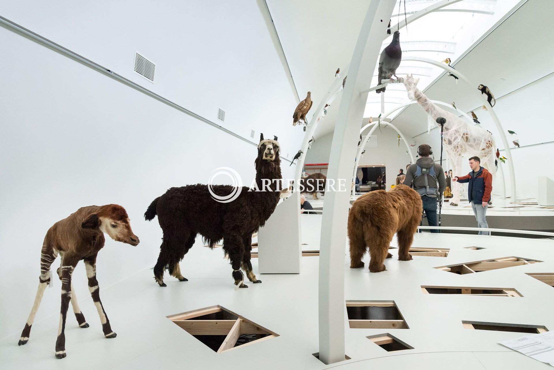 Museum of Natural Sciences in Brussels