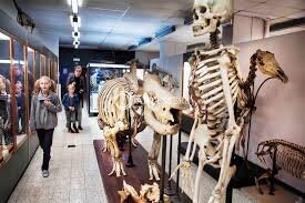 Zoology Museum in Brussels