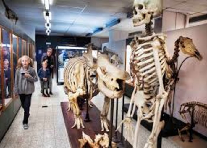 Zoology Museum in Brussels