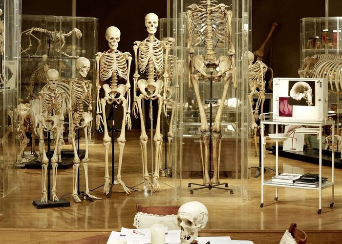 Anatomical Museum in Innsbruck