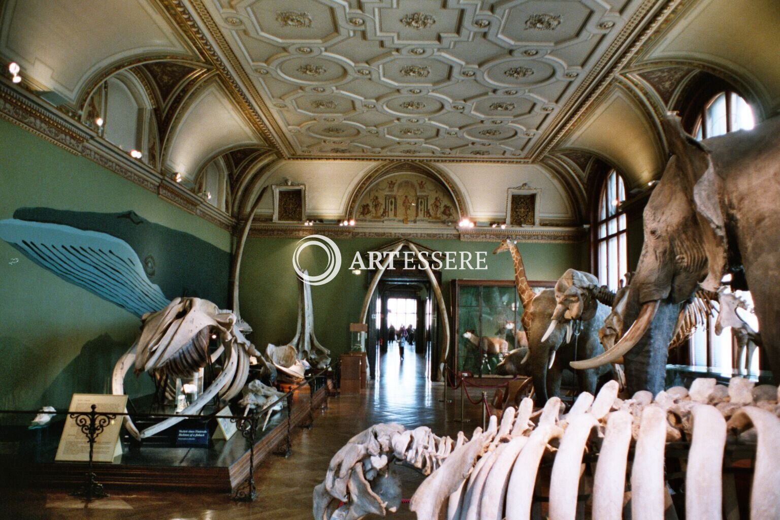 Museum of Natural History in Vienna