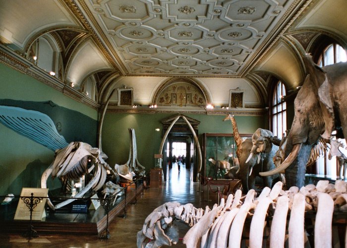 Museum of Natural History in Vienna