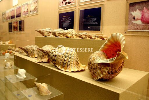 Bailey-Matthews Shell Museum