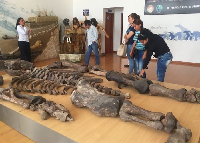 Museo Paleontologico Megaterio