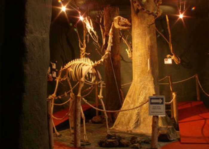 Museo de Esqueletologia