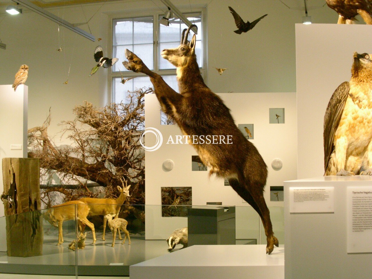 Naturmuseum Winterthur