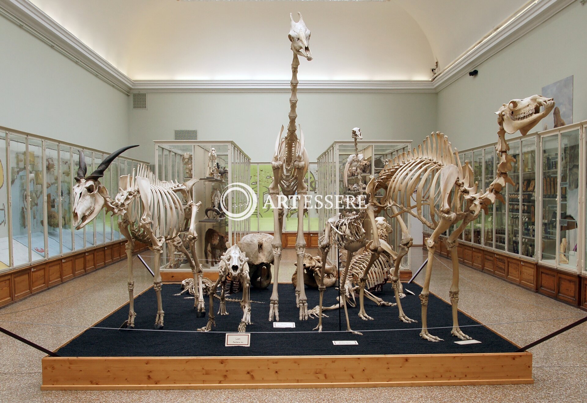 Museum of Zoology — Lausanne