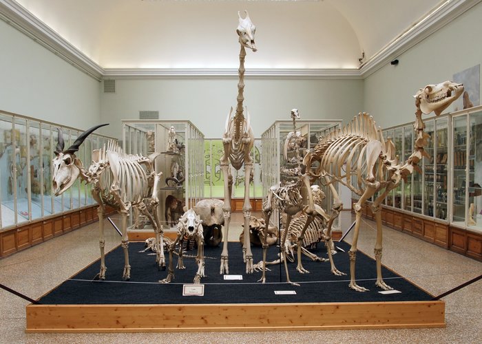Museum of Zoology — Lausanne