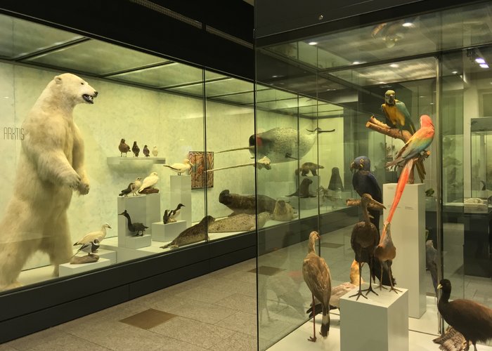 Zoological Museum