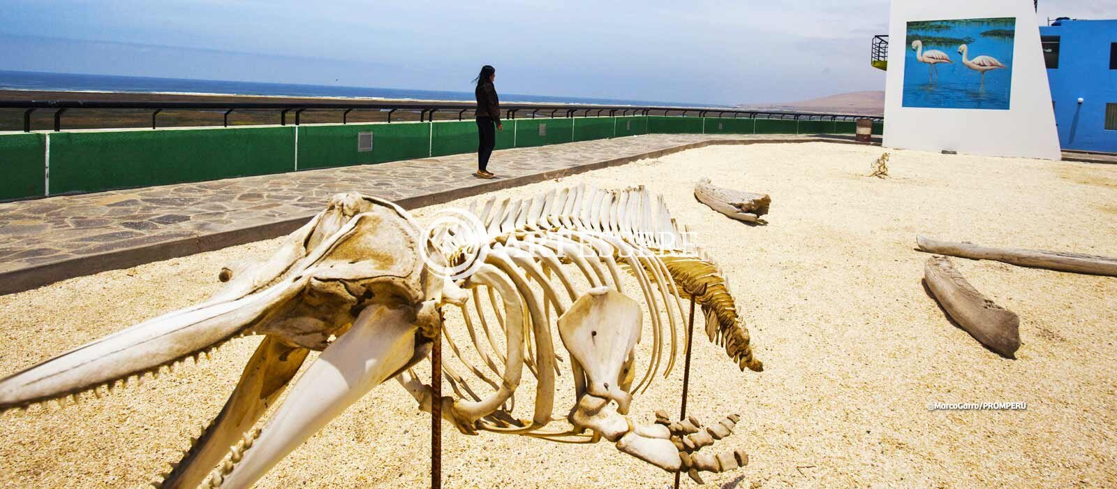 The Desert and Sea Museum - The ITE museum